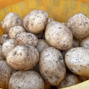 【自然栽培】ニシユタカ（じゃがいも）（肥料・農薬不使用）馬鈴薯