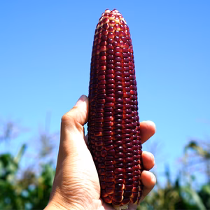 京都産赤いトウモロコシ「大和ルージュ」6本(約2kg)