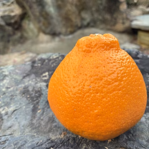 和歌山県産　不知火5kg　訳あり