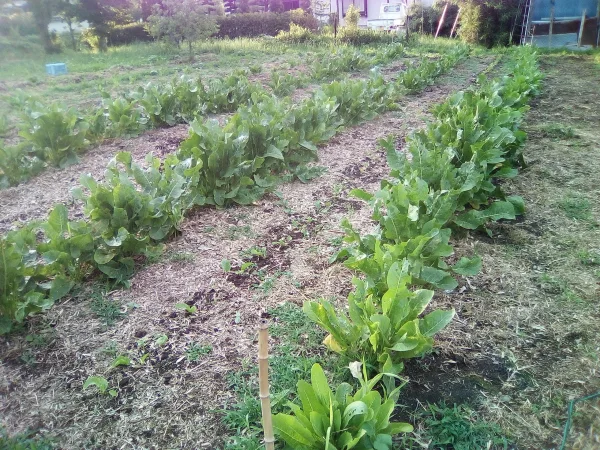 送料込み。国産は貴重。西洋ワサビ1kg ｜野菜の商品詳細｜ポケット