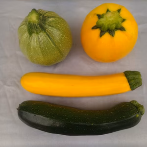 ズッキーニ　丸いの２色と長いの２色のセット