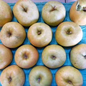 【家庭用】青森県産りんご『トキ』小キズあり