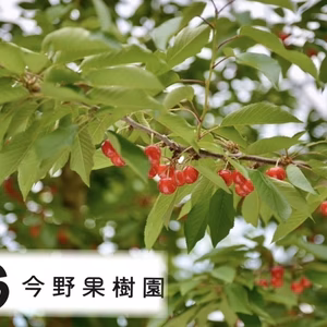 さくらんぼ【佐藤錦】家庭用M、Lサイズ混合バラ詰め