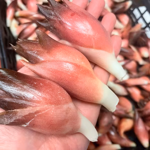 新京野菜「京の花街みょうが」～深い紅色と大きな実が特長～５００ｇ