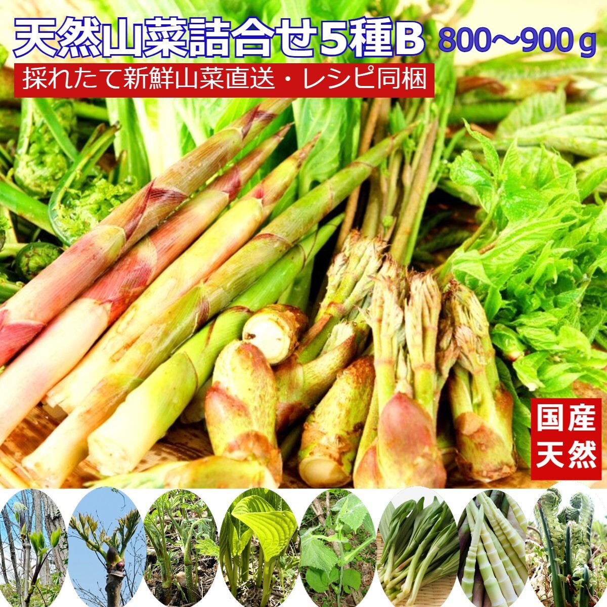 つくし 土筆 採れたて 明日発送 - 野菜