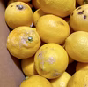 訳あり果汁用　大三島レモン【ワックス・防腐剤フリー•瀬戸内レモン】