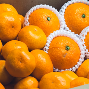 二大人気柑橘 食べ比べセット（コルマドンナ2.4kg／南柑20号2.4kg）