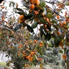 The persimmon【YOTSUMIZO】