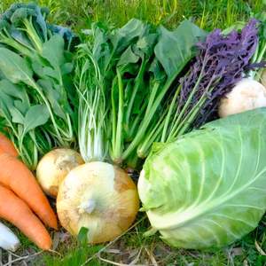 単発、旬のお野菜セット(小セット1人〜2人用、中セット3〜4人用)