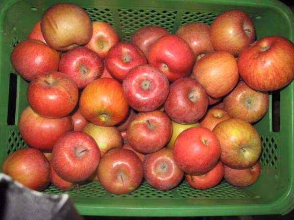 長野産林檎〔シナノスイート。秋映え混合〕20玉訳あり