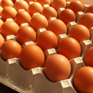 【お買い得 平飼い卵】昔ながらの美味しい「平飼い卵」みんなでシェアサイズ