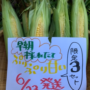 6/23発送限定３セット　農薬栽培期間中不使用　ぷりぷりあま～い　とうもろこし