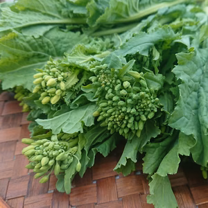 6kg『菜花（なばな、菜の花、なのはな）』朝取り農家直送 200g×30 南房総