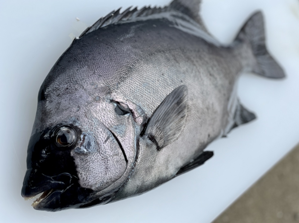 松島産 石鯛 1 8kg 農家漁師から産地直送の通販 ポケットマルシェ