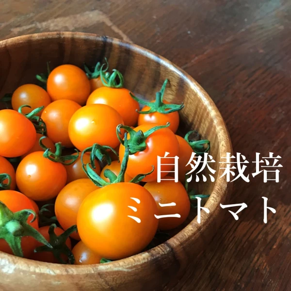 自然栽培★美味しさで選んだオレンジミニトマト★農薬・肥料不使用のプチトマト