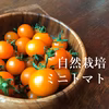 自然栽培★美味しさで選んだオレンジミニトマト★農薬・肥料不使用のプチトマト