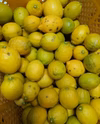 段々畑のレモン【超訳あり】8kg(箱込)