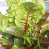 スイスチャード（和名　ふだん草）
