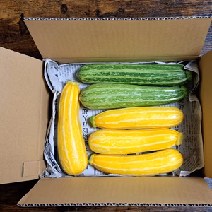 夏色弾けるスタイリッシュなズッキーニコンビ！