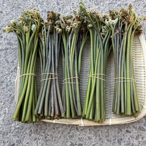 今が旬！里山の天然わらび/1kg〜