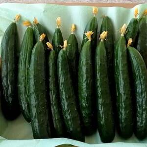 【朝採れ新鮮】花付きキュウリ