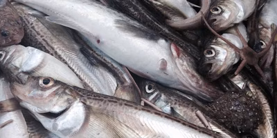 ゴミクズと化した魚の「価値」をよみがえらせるために：山本太志（漁師・秋田県八峰町）