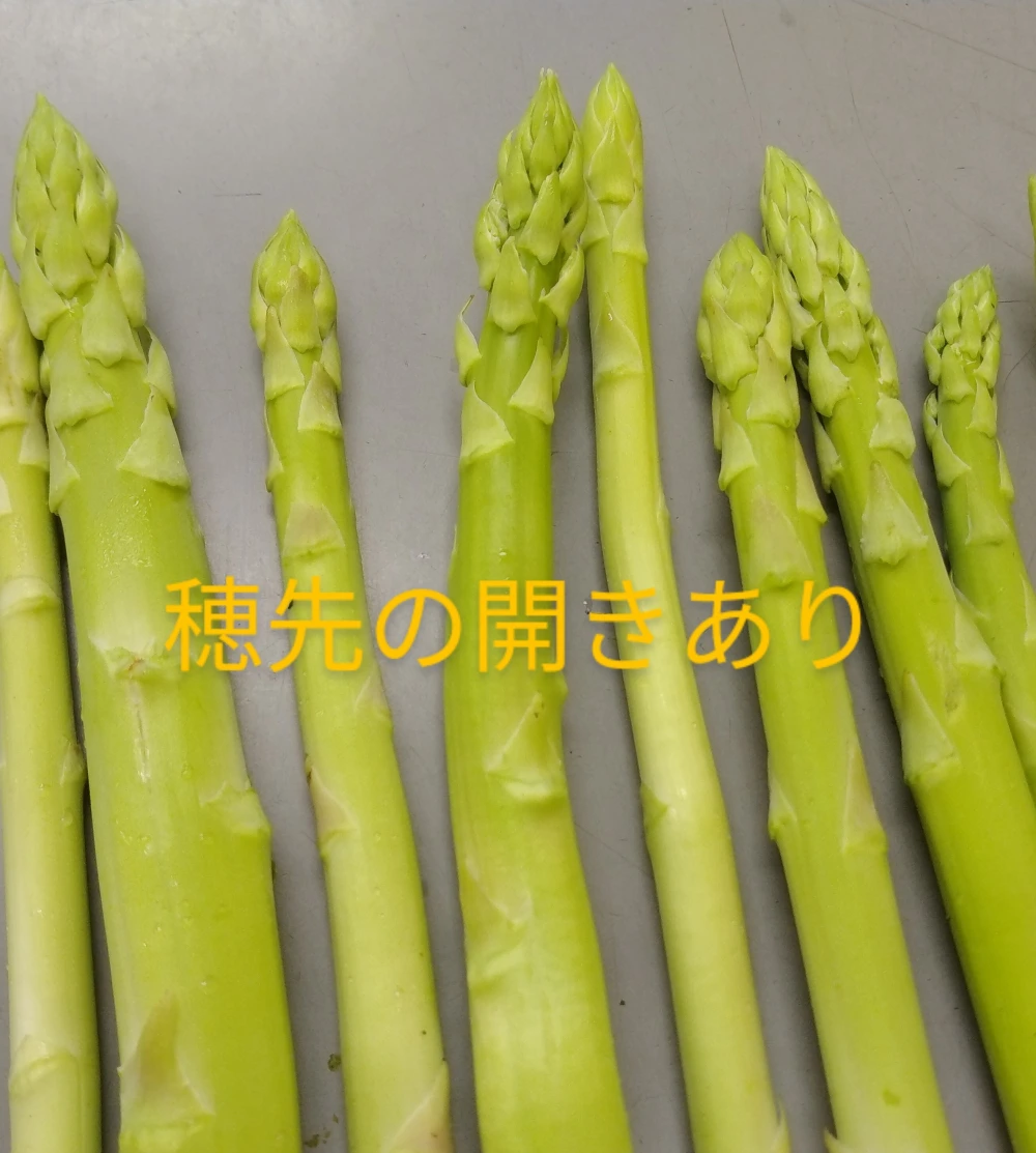 初出品記念！送料込み！お試し価格！訳ありグリーンアスパラガス1.5ｋｇ