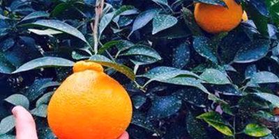 作った先を創る‼僕と農の三年間