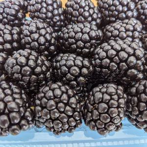 　2026年産ブラックベリー（冷凍） 500g
