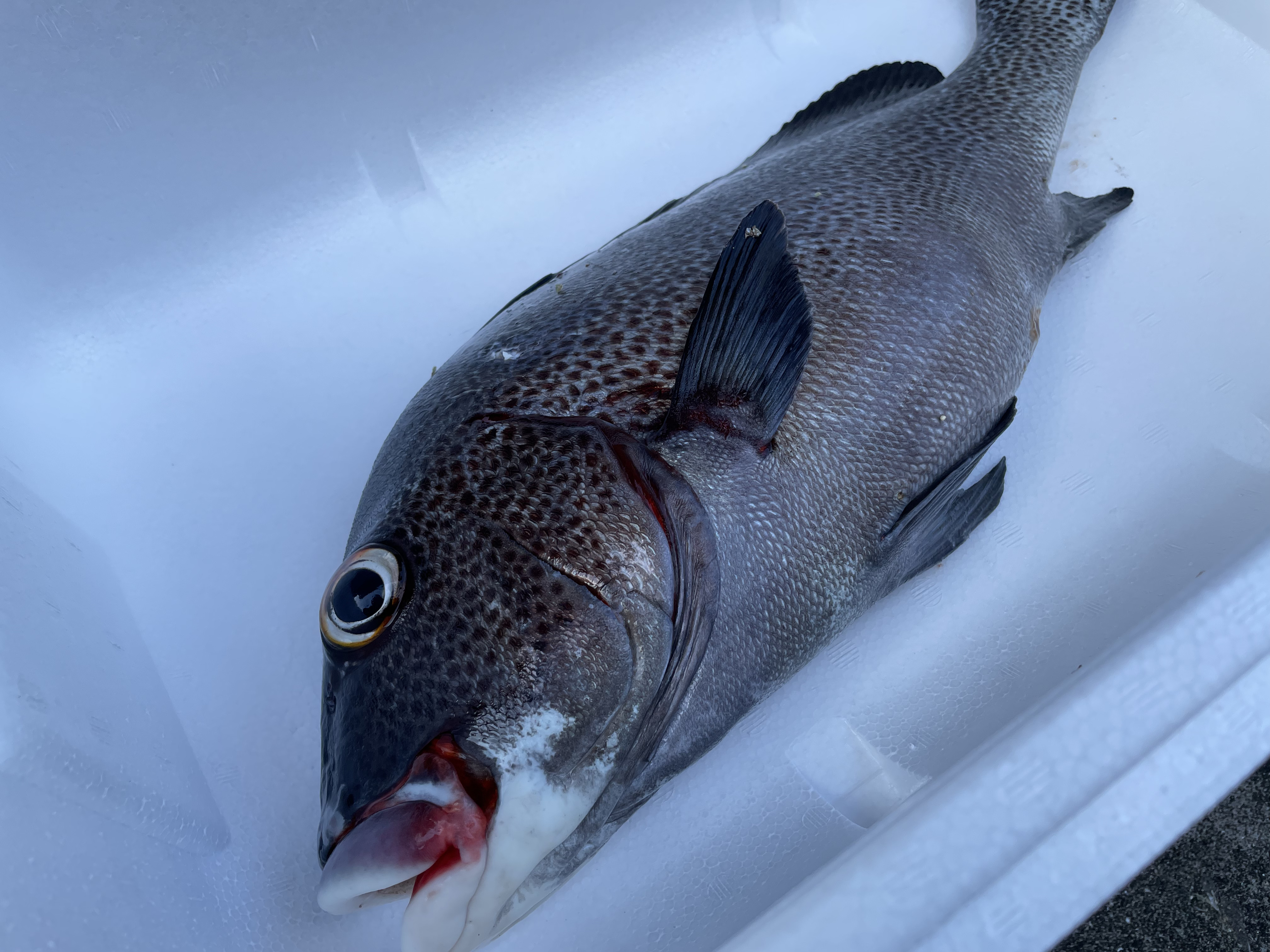 魚突き アジアコショウダイ2 0kg 鱗 下処理済み 農家漁師から産地直送の通販 ポケットマルシェ