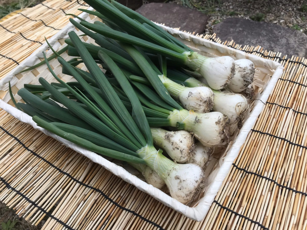 自然栽培 愛知白早生 葉玉ねぎ 2500g 菜花１袋サービス付 農家漁師から産地直送の通販 ポケットマルシェ