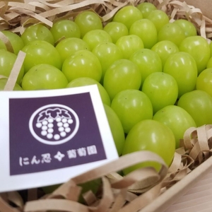 白丸BOX　一箱 約600g　葡萄　ぶどう　粒ぶどう　お中元　ご褒美　贈答用