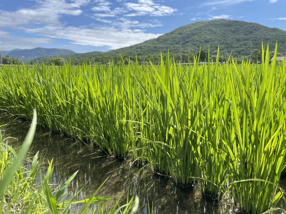 新米北海道米食べ比べセット(5年産)お好きな品種から5kg各2つ計10kg(精米