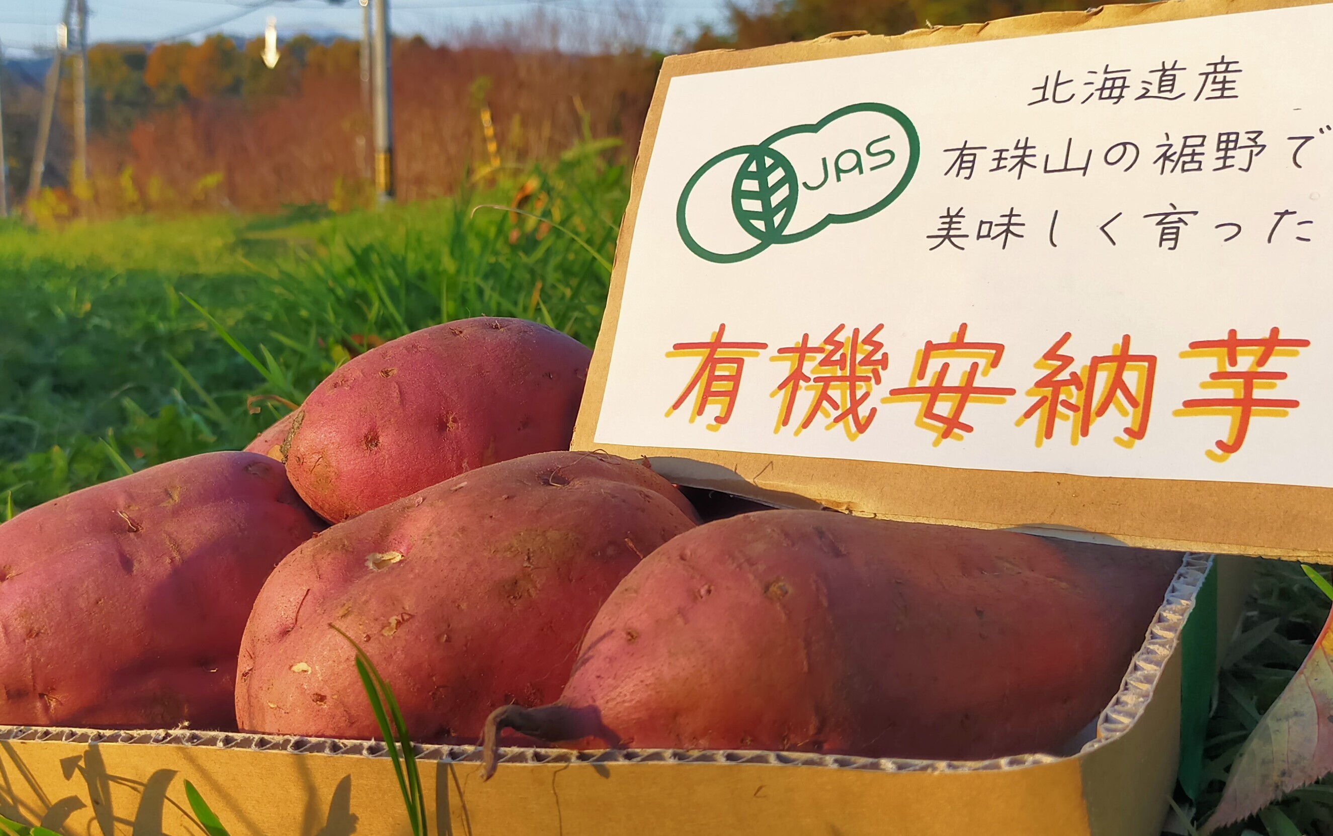 完熟！ねっとり！安納芋紅プチサイズ 20キロ - 野菜