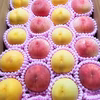 山形の豊かな自然で、園主が愛情を注ぎ込んだ桃『2色詰め合わせ』※8月8日頃から〜