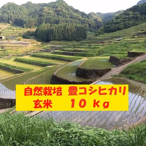 【４月セール】自然栽培「豊コシヒカリ」玄米　１０ｋｇ