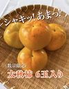 《数量限定》太秋柿　６玉入り (家庭用) サイズ混合　送料無料