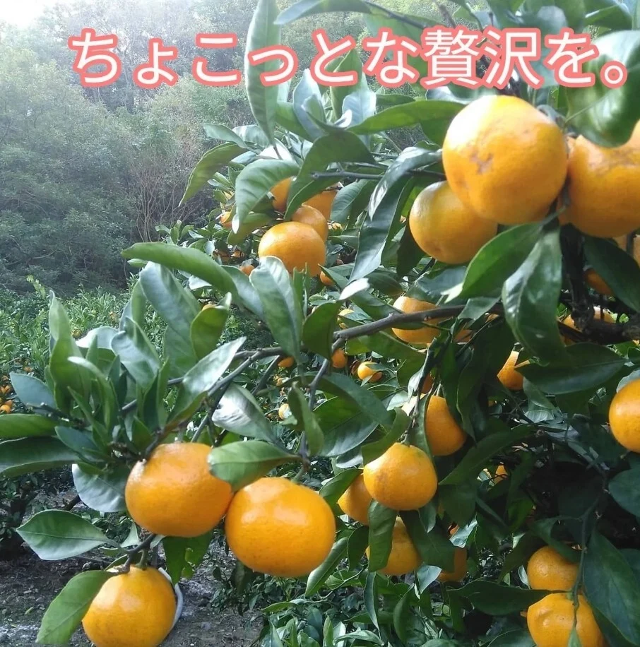 有田みかん【小粒小玉】3.5kg（箱込）送料無料 80