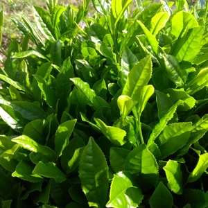 【懐かしい味わい！】令和3年5/1収穫の新茶100g【手摘み】