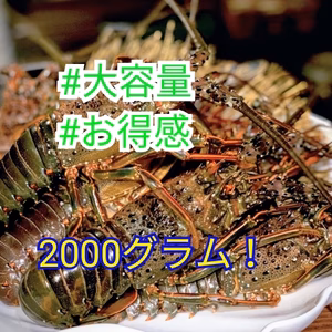 【ギガ盛り❢】2024新物活け〆冷凍伊勢海老2㎏入り