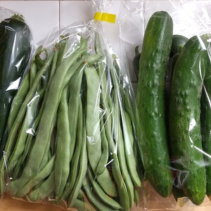 【6/27収穫▪発送】訳ありお買い得！農薬不使用☆野菜セット