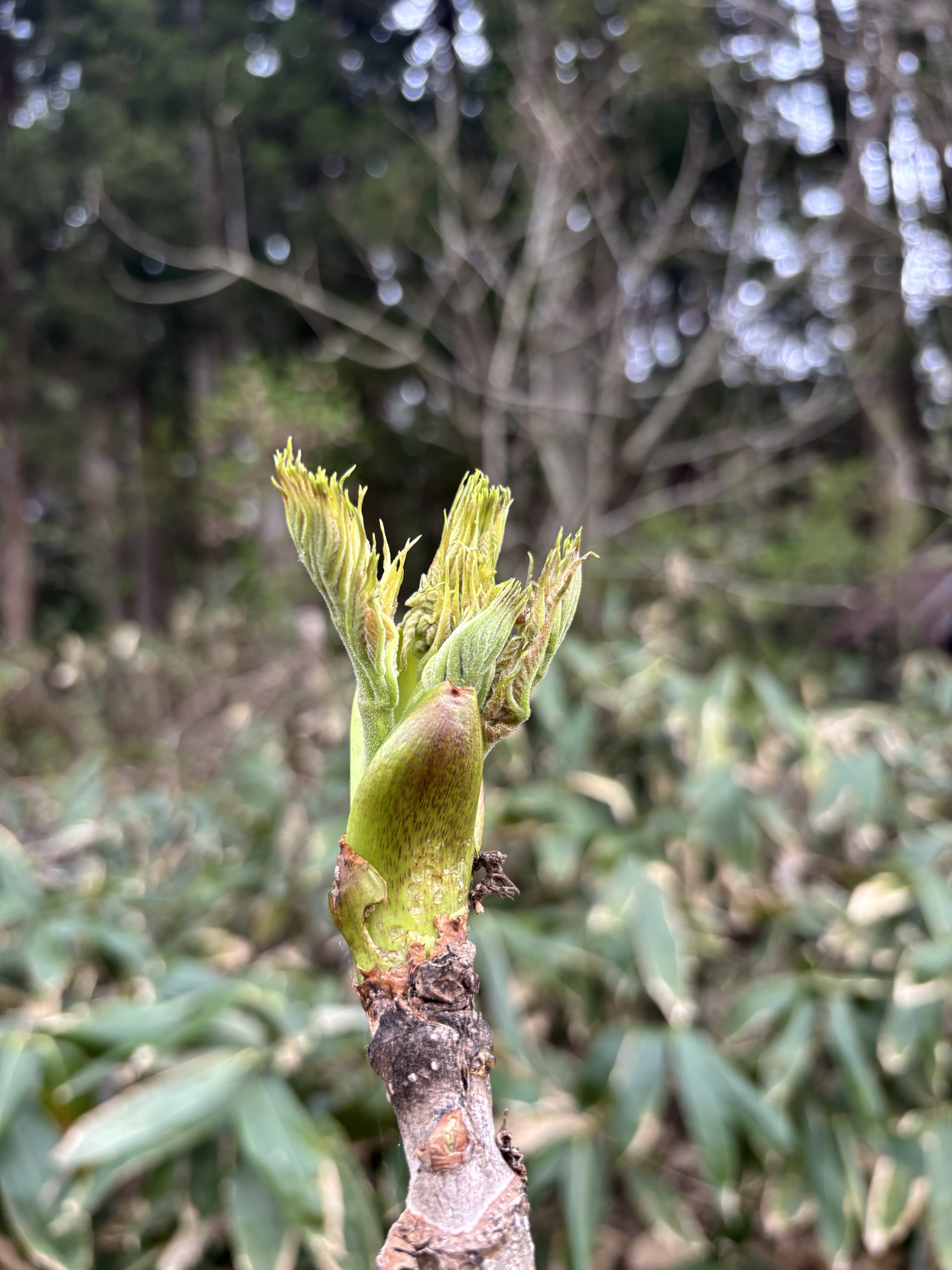 季節限定!【採れたて天然タラの芽】|タラの芽の商品詳細 季節限定!【採れたて天然タラの芽】|タラの芽の商品詳細