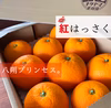 紅八朔(べにはっさく)3.5kg前後 8〜11玉入　Lサイズ以上