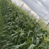 朝どり「おおもの」とうもろこし