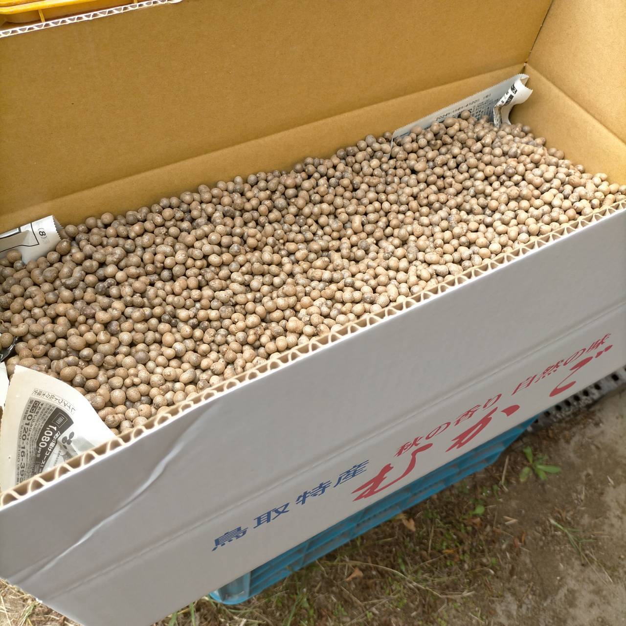 鳥取県産】むかご 1〜2cm程度 10kg ムカゴ 長芋｜長いも・山いもの商品詳細｜ポケットマルシェ｜産地直送で旬の食材が生産者(農家・漁師)から届く