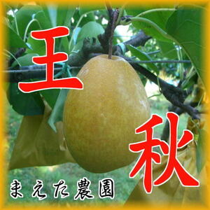 鳥取産★王秋梨３ｋｇ（５～８玉入り）