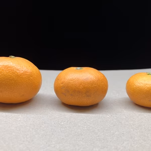 柑橘王国愛媛県砥部町産　こみかん３兄弟（農薬・化学肥料・除草剤不使用）