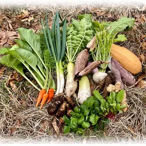 旬をそのままお届け！レンコン入った皮ごと食べれる農薬不使用・在来種の野菜セット！