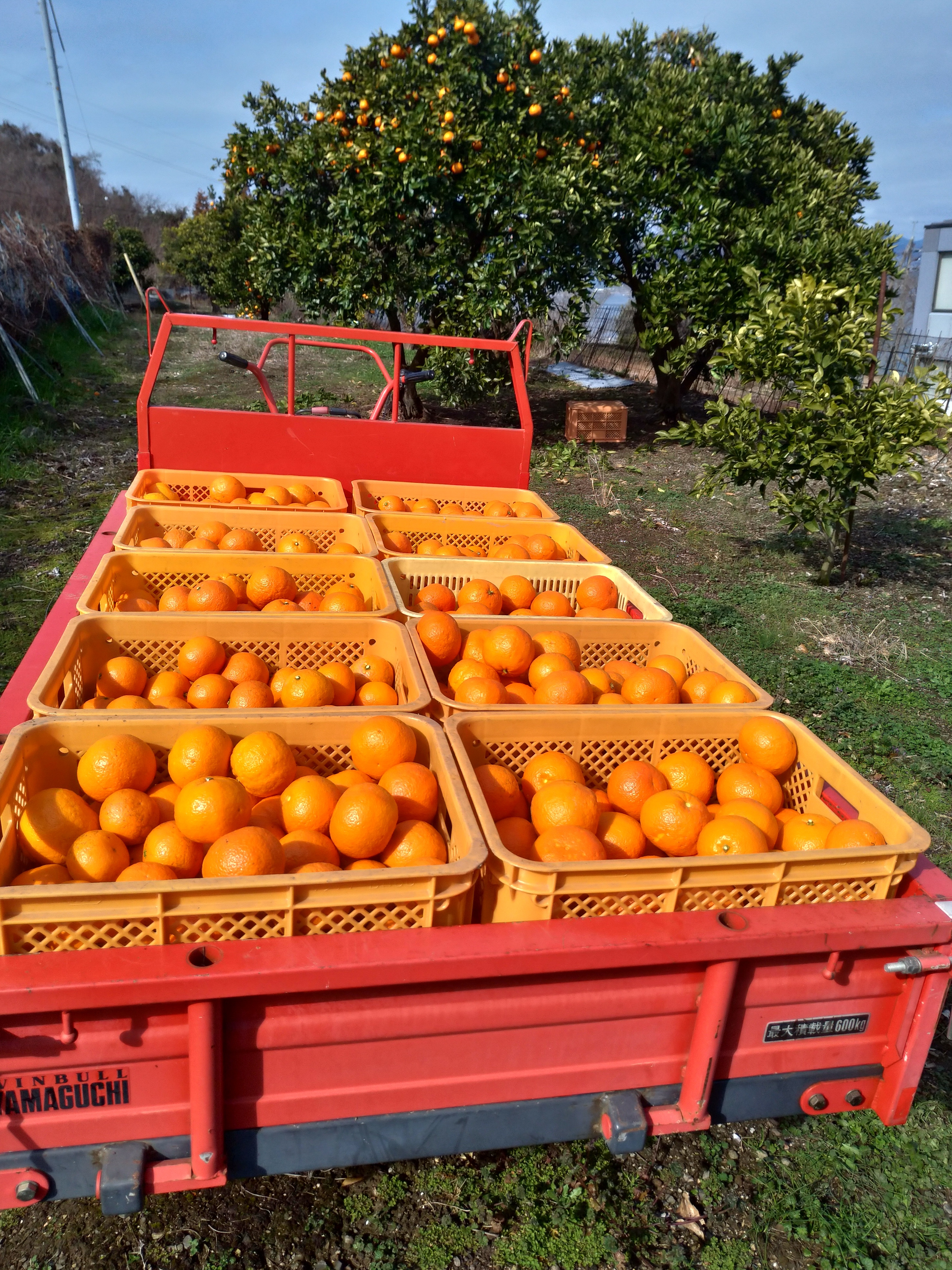 広島産八朔 （はっさく）自慢の果実（贈答用）2L3L4L 5K｜果物の