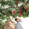 生産量日本一　山梨の真夏桃